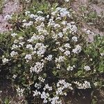 Cochlearia anglica आदत