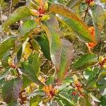 Cistus populifolius Likasa