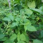 Ocimum campechianum পাতা