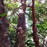 Swietenia macrophylla عادت