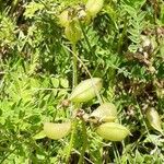 Astragalus penduliflorus ഫലം