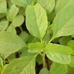 Amaranthus blitumLeht