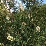 Ligustrum vulgareКветка