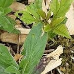 Symphyotrichum dumosum Blatt