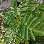 Kalanchoe prolifera Folio