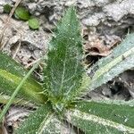 Cirsium monspessulanum Leaf