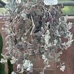 Kalanchoe pumila Hoja