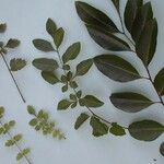 Dysoxylum bijugum Yeri