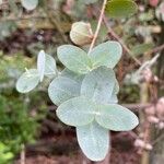 Eucalyptus gunnii Folha