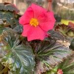 Begonia grandis Virág