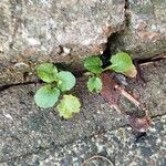 Youngia japonica Leaf