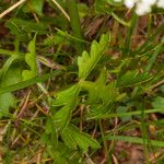 Peucedanum oreoselinum Leaf