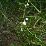 Veronica scutellata 整株植物