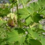 Thalictrum macrocarpum 葉