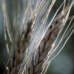 Triticum monococcum Mbuma