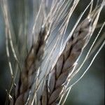 Triticum monococcum 果