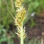 Carex otrubaeപുഷ്പം