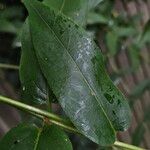 Lonicera acuminata Feuille