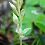 Cephalanthera austiniae Flower