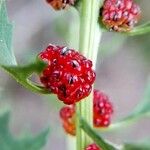 Chenopodium rubrum Fruto