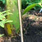 Zamia lacandona Bark