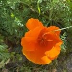 Eschscholzia californica Цвят