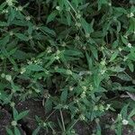 Spermacoce glabra 形态