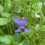 Viola cornuta Flower