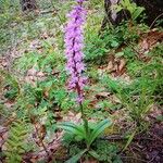 Orchis masculaFlor