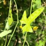 Melothria scabra Leaf