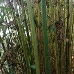 Phyllostachys viridis 樹皮