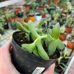 Crassula lanuginosa ᱥᱟᱠᱟᱢ