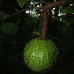 Monodora myristica Fruit