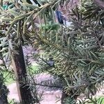 Podocarpus totara Φύλλο