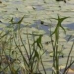 Sagittaria sagittifolia Folla