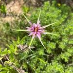 Tragopogon angustifolius 花