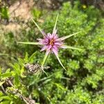 Tragopogon angustifolius Kvet