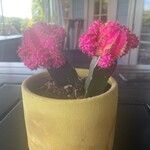 Gymnocalycium mihanovichii Flower