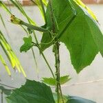 Luffa cylindrica Fruit