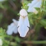 Stachys glutinosa Fiore