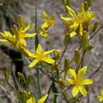 Crepis acuminata Flower