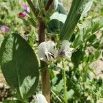 Vicia faba Blüte