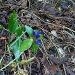 Gentiana clausa പുഷ്പം