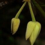 Dubouzetia caudiculata Fruct