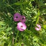 Dianthus alpinus Blomma