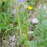 Erodium gruinum Fruit