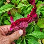 Celosia argenteaFlor