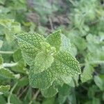 Mentha suaveolensFolha