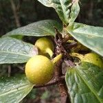 Ficus pancheriana Fruto