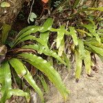 Asplenium africanum Elinympäristö